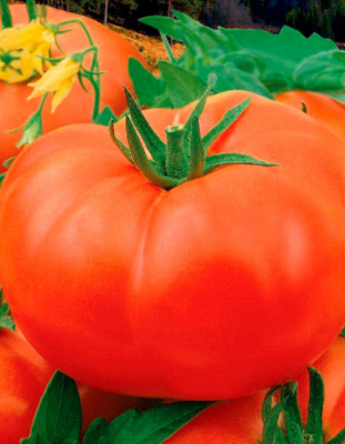 Томат Гордость Урала УД 20 шт цв.п (Симбиоз)