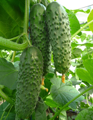 Огурец УСК Ультраскороспелый (Plant) Блистер (УД) 12 шт