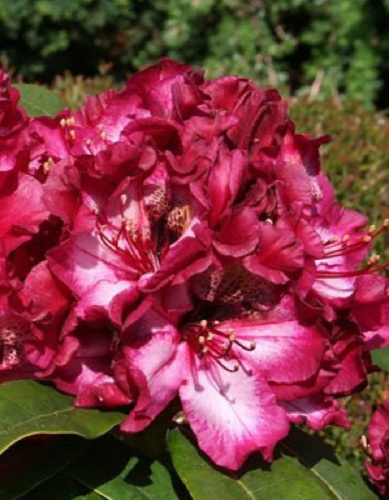 Рододендрон Пейнтед Пёрпл 1 шт Р9