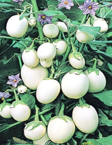 Баклажан Яйцевидный (УД) 20 шт цв.п.