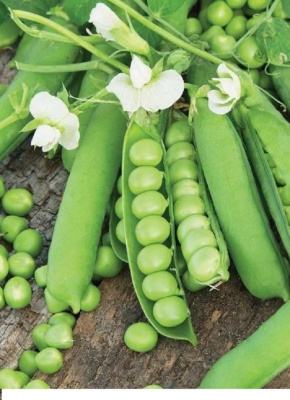 Горох Батяня - овощной (УД) 5 гр цв.п.