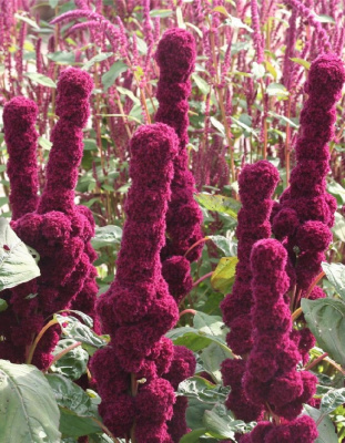 Амарант Ред Кафедрал (УД) 0,15 гр цв п