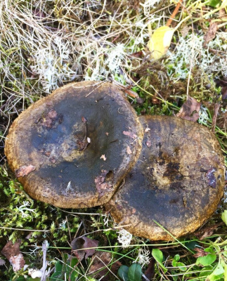 Грибы Груздь Чёрный (УД) 30 мл/15 гр цв.п