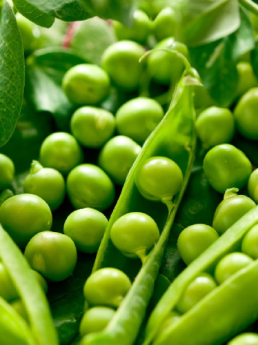 Горох Сахарный малыш сахарный (овощной) (УД) 5 гр цв.п.