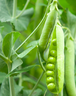 Горох Победитель Г 33 - сахарный (УД) 8 гр цв.п.