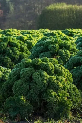 Капуста кудрявая (кале) Грин Витамин (УД) 0,25 гр цв.п.