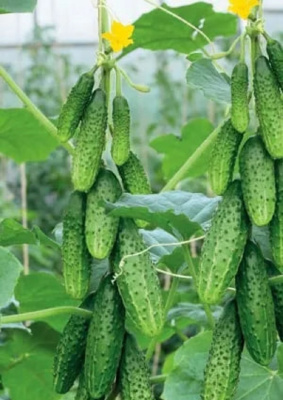 Огурец Тёщин засол - корнишон F1 (УД) 10 шт цв.п