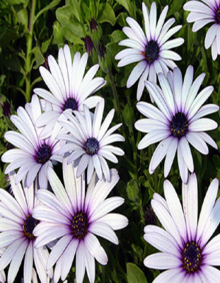 Остеоспермум Небо и Лед (УД) 0,01 гр цв п