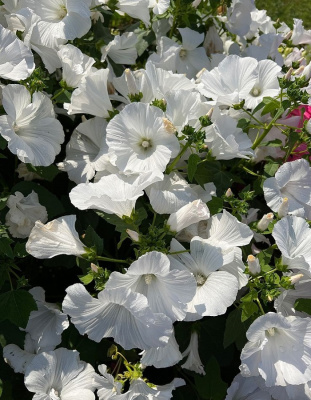 Лаватера Невеста богача (УД) 0,2 гр цв п