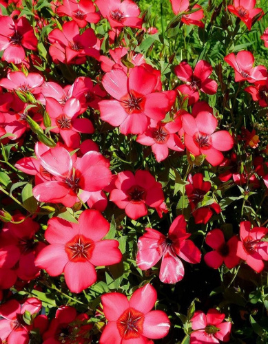 Лен Красные рубины (УД) 0,25 гр цв п