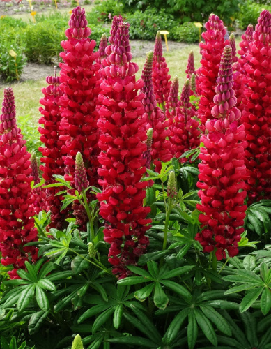 Люпин Гранатовый браслет (УД) 0,25 гр