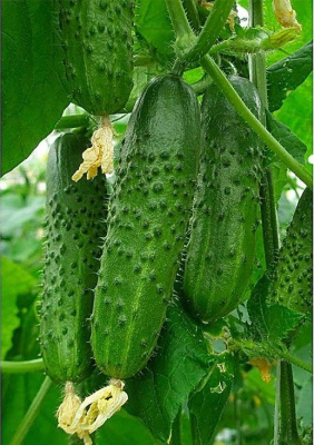 Огурец Смесь гибридов самоопыляемых (Plant) *Блистер (УД) 20 шт цв.п