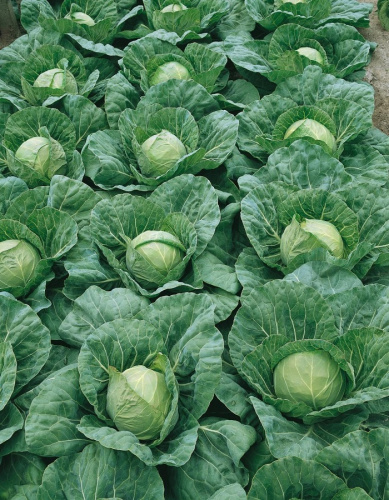 Капуста белокочанная Чудо Ультрараннее F1 (УД) 0,3 гр. цв.п.(Симбиоз)