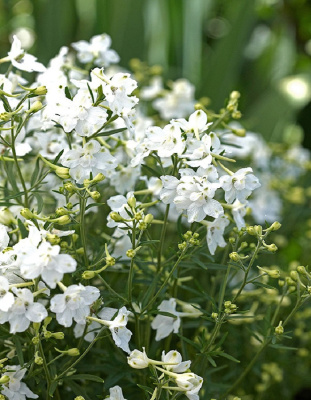 Дельфиниум крупноцветковый Белая бабочка (УД) 0,05 гр цв п