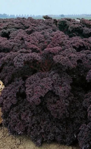 Капуста листовая (кале) Малиновка (УД) 0,1 гр цв.п.