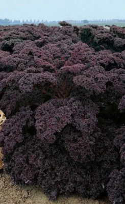 Капуста листовая (кале) Малиновка (УД) 0,1 гр цв.п.