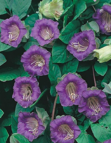 Кобея лазающая Завеса тайны (УД) 3 шт цв п