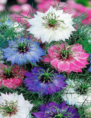 Нигелла Дамасская смесь окрасок (УД) 0,2 г цв п