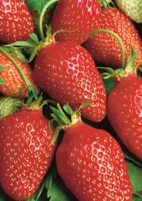 Земляника Чудо чудное - ремонтантная (УД) 10 шт