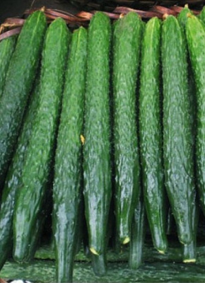 Огурец Три китайца - азиатского типа F1 (УД) 10 шт