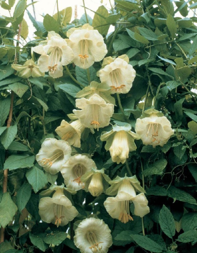 Кобея лазающая Винно-белая (УД) 3 шт цв п