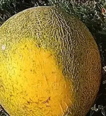 Дыня Чёрная магия (УД) 10 шт цв.п.