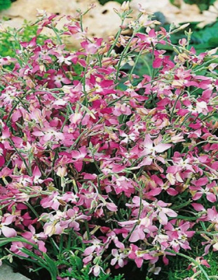 Маттиола Двурогая Чудеса на улице июльских дней (УД) 0,25 гр цв п