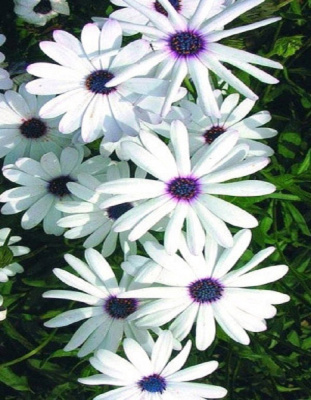 Остеоспермум Прохлада (УД) 0,1 гр цв п