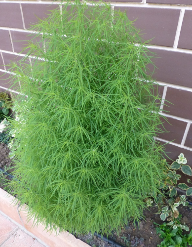 Кохия Летний кипарис (УД) 0,1 гр цв п