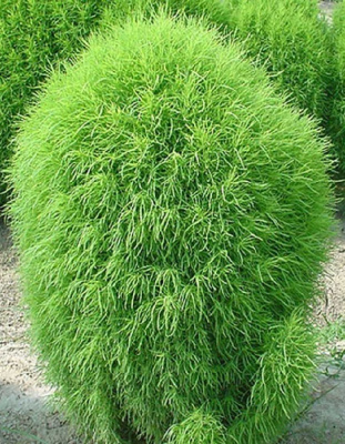 Кохия Волшебная метла (УД) 0,2 гр цв п