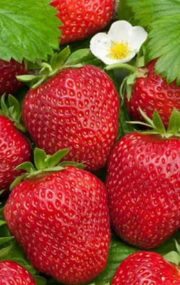 Земляника Семёновна - ремонтантная (УД) 10 шт