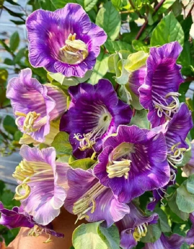 Кобея лазающая Фиолетовая (УД) 3 шт цв п