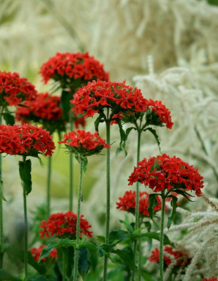 Лихнис Красный крест (УД) 0,05 гр цв.п.