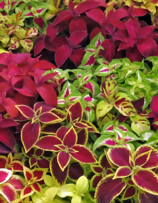 Колеус Радуга (УД) 0,03 гр цв п