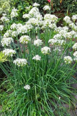 Лук душистый Джусай (горный чеснок) (УД) 0.25 г цв.п