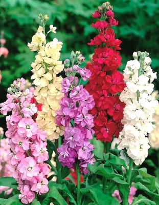 Левкой Веселый гном (УД) 0,1 гр цв п