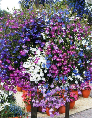 Лобелия Каскад (УД) 0,05 гр цв п