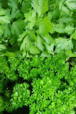 Петрушка Веселые ребята - смесь (УД) 2 гр цв.п.