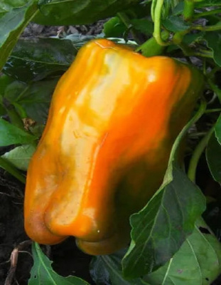 Перец сладкий Драйв F1 - гигантские плоды (УД) 12 шт. цв.п.