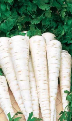 Петрушка корневая Быстроотрастающая (УД) 1,5 гр цв.п.