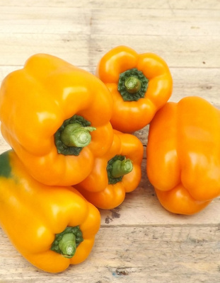 Перец сладкий Мегатон Золотой F1 (УД) 12 шт. цв.п.