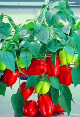 Перец сладкий Гранатовый браслет (УД) 20 шт. цв.п.