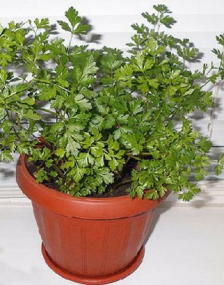 Петрушка Балконное чудо (УД) 2 гр цв.п.