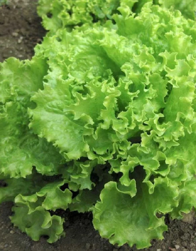 Салат Кучерявец сибирский (УД) 0,3 гр цв.п