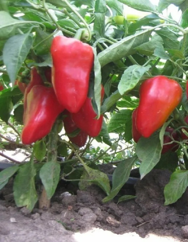 Перец сладкий Ранний Консервный (УД) 20 шт. цв.п. (Симбиоз)