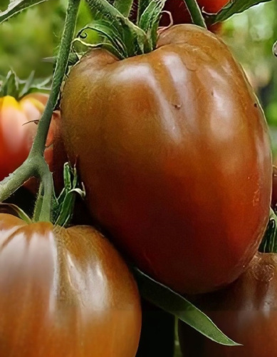 Томат Мишка Косолапый шоколадный (УД) 20 шт. цв.п.