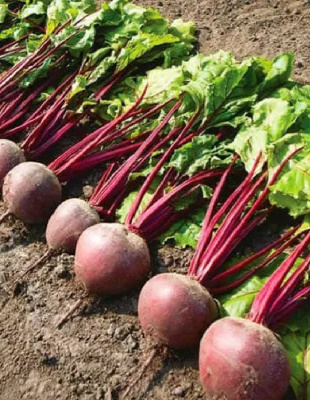 Свекла Герман F1 (УД) 2 гр цв.п.