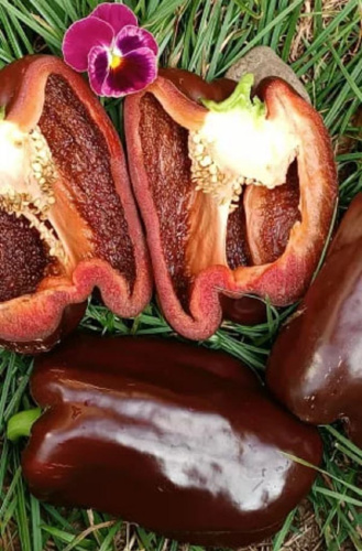 Перец сладкий Гигант шоколадный F1 (УД) 20 шт. цв.п.