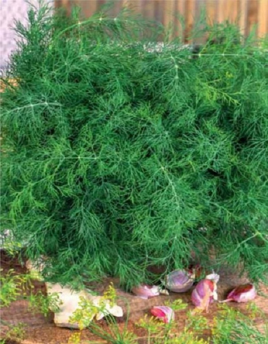 Укроп Чудо на засол (УД) 2 гр цв п