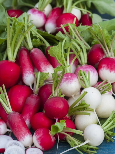 Редис Смесь современных ранних сортов (Plant) *Блистер (УД) 2 гр цв.п.